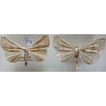 Herminia tarsicrinalis (Knoch, 1782) pair Szczękalica nogobrzeżka Czech20g